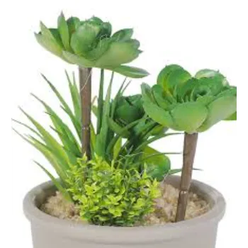 Nice Succulent Plant